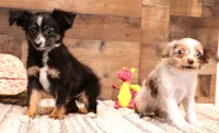 Thistle black-tri Toy f, a female Toy Australian Shepherd for sale in Crawford, CO – 3 of 9