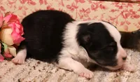 Lincoln black tri, a male Toy Australian Shepherd for sale in Crawford, CO – 2 of 6