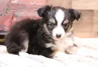 Luna black-tri f, a female Toy Australian Shepherd for sale in Crawford, CO – 5 of 7