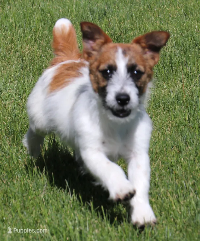 Wayne is a Shorty – Jack Russell Terrier puppy for sale in Crawford, CO