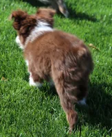 Flora red-tri, a female Toy Australian Shepherd for sale in Crawford, CO – 2 of 6