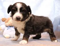 Loren, a male Toy Australian Shepherd for sale in Crawford, CO – Photo 4 of 5