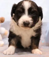 Loren, a male Toy Australian Shepherd for sale in Crawford, CO – Photo 3 of 5