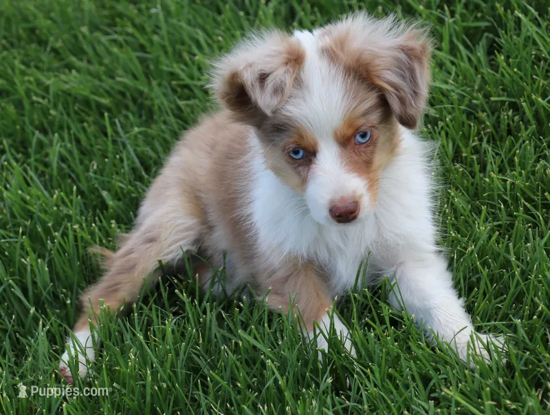 Cliff red merle blue eyes – Toy Australian Shepherd puppy for sale in Crawford, CO