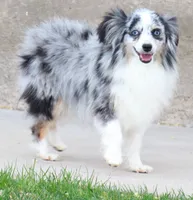Gillie black-tri male with tail, a male Toy Australian Shepherd for sale in Crawford, CO – 5 of 5