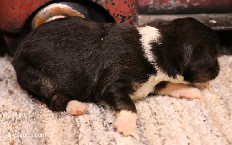Izzy black-tri f – Toy Australian Shepherd puppy for sale in Crawford, CO