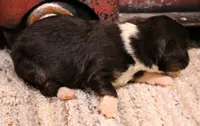 Izzy black-tri f, a female Toy Australian Shepherd for sale in Crawford, CO – 1 of 5