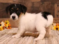 Shorty Rip has a black head, a male Jack Russell Terrier for sale in Crawford, CO – 7 of 8