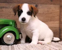 Stew is a shorty, a male Jack Russell Terrier for sale in Crawford, CO – 2 of 10