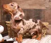 Winton choc/tan dapple wire, a male Miniature Dachshund for sale in Crawford, CO – 3 of 7