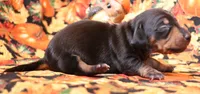Watson black/tan smooth, a male Miniature Dachshund for sale in Crawford, CO – 3 of 5