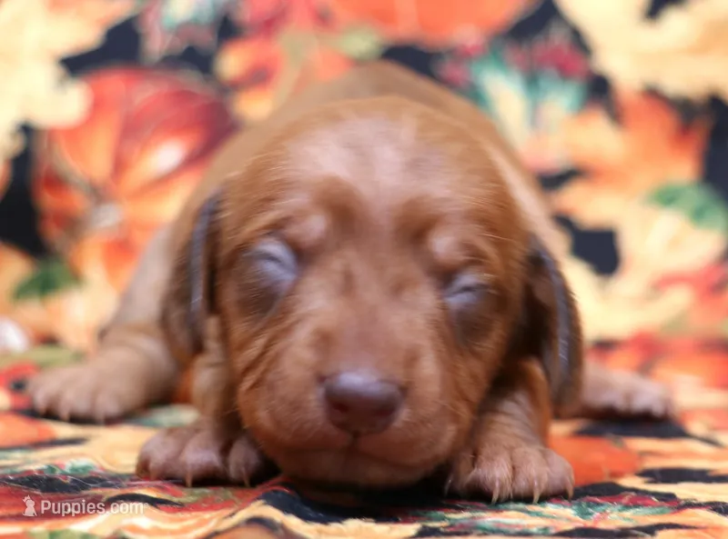 Wanda red female, a female Miniature Dachshund for sale in Crawford, CO – 1 of 5