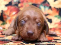 Wanda red female, a female Miniature Dachshund for sale in Crawford, CO – 1 of 5