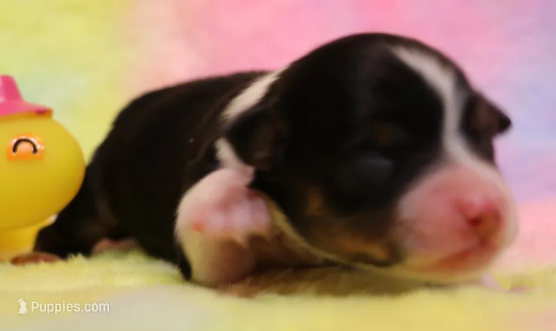 Rita black-tri – Toy Australian Shepherd puppy for sale in Crawford, CO