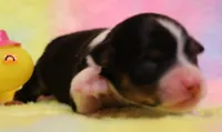 Rita black-tri, a female Toy Australian Shepherd for sale in Crawford, CO – 1 of 5