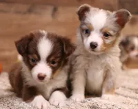 Juliann, a female Toy Australian Shepherd for sale in Crawford, CO – 2 of 9