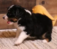 Rita black-tri, a female Toy Australian Shepherd for sale in Crawford, CO – 2 of 8