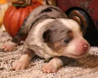 Ice blue merle m, a male Toy Australian Shepherd for sale in Crawford, CO – 2 of 5