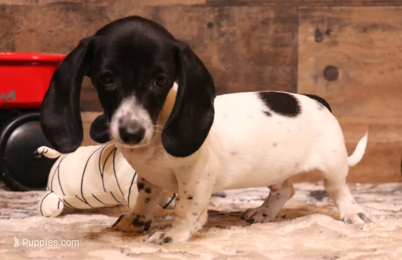 Peterson black/tan pied smooth m – Miniature Dachshund puppy for sale in Crawford, CO