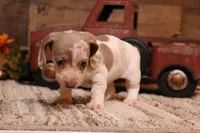 Olympia, a female Miniature Dachshund for sale in Crawford, CO – 5 of 8
