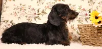 Boyd black/tan smooth male, a male Miniature Dachshund for sale in Crawford, CO – 3 of 6