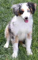 Colt, a male Toy Australian Shepherd for sale in Crawford, CO – 6 of 6