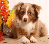 Canyon red merle blue eyes, a male Toy Australian Shepherd for sale in Crawford, CO – 5 of 6