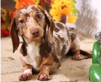 Odin choc/tan pied w/dapple smooth m, a male Miniature Dachshund for sale in Crawford, CO – 8 of 8