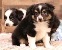 Cora black tri female, a female Toy Australian Shepherd for sale in Crawford, CO – 2 of 6