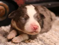 Inka blue merle f, a female Toy Australian Shepherd for sale in Crawford, CO – 1 of 5