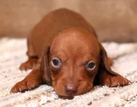 Blaze red smoothcoat, a male Miniature Dachshund for sale in Crawford, CO – 4 of 6