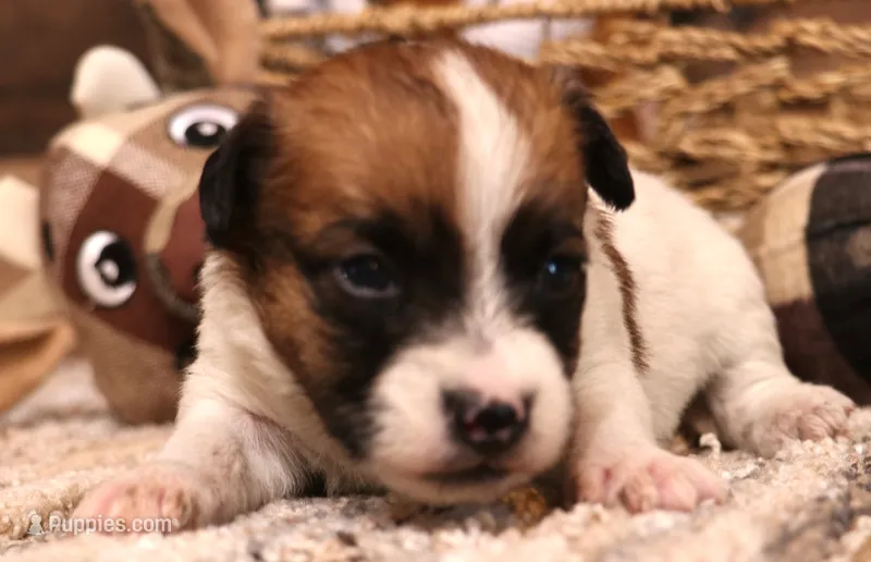 Sailor is a shorty – Jack Russell Terrier puppy for sale in Crawford, CO