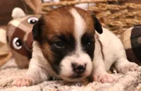 Sailor is a shorty, a female Jack Russell Terrier for sale in Crawford, CO – 10 of 10