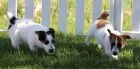 Warren is a shorty, a male Jack Russell Terrier for sale in Crawford, CO – 3 of 10