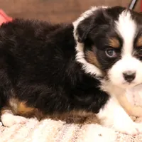 Rollo full white collar, a male Toy Australian Shepherd for sale in Crawford, CO – Photo 3 of 5