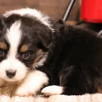 Rollo full white collar, a male Toy Australian Shepherd for sale in Crawford, CO – Photo 2 of 5