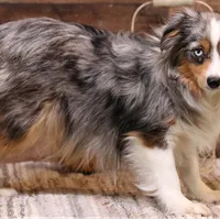 Rollo full white collar, a male Toy Australian Shepherd for sale in Crawford, CO – Photo 5 of 5