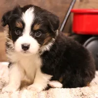 Rollo full white collar, a male Toy Australian Shepherd for sale in Crawford, CO – Photo 1 of 5