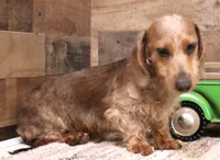 Barbie wire hair, a female Miniature Dachshund for sale in Crawford, CO – 2 of 10