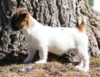 Willie is a shorty, a male Jack Russell Terrier for sale in Crawford, CO – Photo 2 of 4