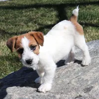 Willie is a shorty, a male Jack Russell Terrier for sale in Crawford, CO – Photo 3 of 4