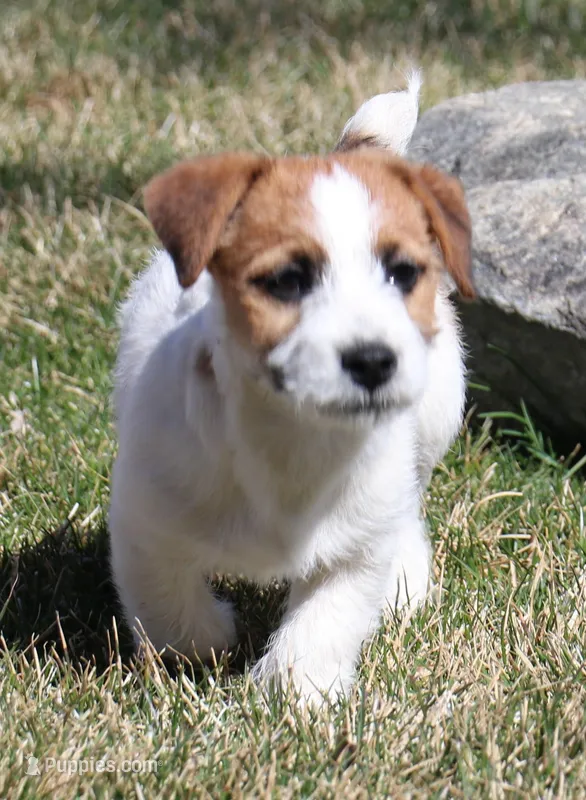 Willie is a shorty – Jack Russell Terrier puppy for sale in Crawford, CO