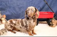 Wes chocolate smoothcoat, a male Miniature Dachshund for sale in Crawford, CO – Photo 4 of 5