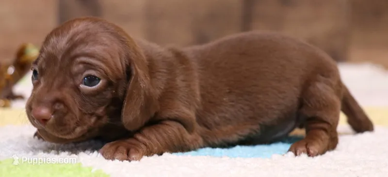 Wes chocolate smoothcoat – Miniature Dachshund puppy for sale in Crawford, CO