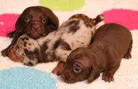 Wes chocolate smoothcoat, a male Miniature Dachshund for sale in Crawford, CO – Photo 3 of 5