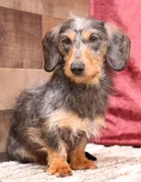 Wes chocolate smoothcoat, a male Miniature Dachshund for sale in Crawford, CO – Photo 5 of 5
