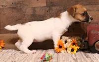 Cloudy is a shorty, a female Jack Russell Terrier for sale in Crawford, CO – 2 of 5