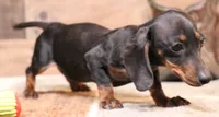 Billy blk/tan smooth, a male Miniature Dachshund for sale in Crawford, CO – 4 of 4