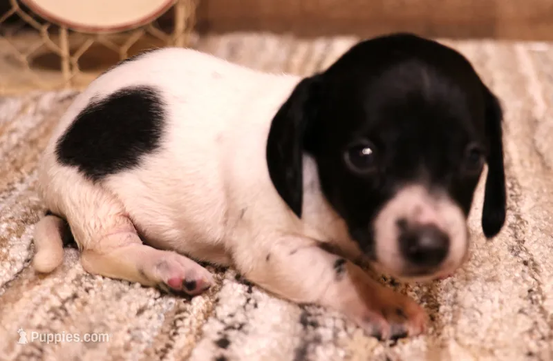 Peterson black/tan pied smooth m – Miniature Dachshund puppy for sale in Crawford, CO