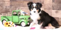 Copper red tri 1 blue eye, a male Toy Australian Shepherd for sale in Crawford, CO – 6 of 6